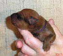 Violett 5 Tage alt
